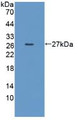 Western Blot; Sample: Recombinant DAF, Mouse.