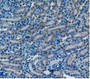 DAB staining on IHC-P; Samples: Mouse Kidney Tissue.