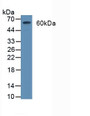 Western Blot; Sample: Rat Brain Tissue.