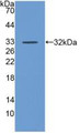 Western Blot; Sample: Recombinant DAF, Human.