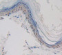 Used in DAB staining on fromalin fixed paraffin- embedded skin tissue