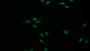 FITC staining on IF; Samples: Human U2OS cell;  Primary Ab: 20μg/ml Rabbit Anti-Human CASP14 Antibody Second Ab: 1.5μg/ml FITC-Linked Caprine Anti-Rabbit IgG Polyclonal Antibody 