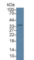 Western Blot; Sample: Rat Prostate lysate; Primary Ab: 3µg/ml Rabbit Anti-Rat KLK4 Antibody Second Ab: 0.2µg/mL HRP-Linked Caprine Anti-Rabbit IgG Polyclonal Antibody