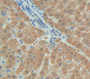 Kallikrein 4 (Klk4) Polyclonal Antibody, Cat#CAU27874