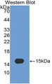 Western Blot; Sample: Recombinant protein.