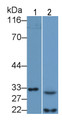 Western Blot; Sample: Lane1: Mouse Liver lysate; Lane2: Mouse Lung lysate&lt;br/&gt;Primary Ab: 0.1μg/ml Rabbit Anti-Mouse CASP7 Antibody&lt;br/&gt;Second Ab: 0.2µg/mL HRP-Linked Caprine Anti-Rabbit IgG Polyclonal Antibody&lt;br/&gt;