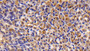 DABstainingonIHC-P.Samples:MouseTissue)