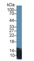 Western Blot; Sample: Mouse Pancreas lysate; Primary Ab: 1µg/ml Rabbit Anti-Rat INS Antibody Second Ab: 0.2µg/mL HRP-Linked Caprine Anti-Rabbit IgG Polyclonal Antibody