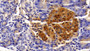 Insulin (Ins) Polyclonal Antibody, Cat#CAU27880