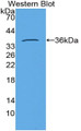 Western Blot; Sample: Recombinant protein.