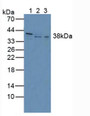 Western Blot; Sample: Lane1: Human PC-3 Cells; Lane2: Human Hela Cells; Lane3: Rat Heart Tissue.