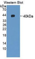 Western Blot;Sample: Recombinant GHRH, Human.