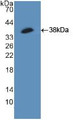 Western Blot; Sample: Recombinant HSF1, Human.