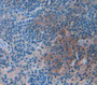 Granzyme M (Gzmm) Polyclonal Antibody, Cat#CAU27910