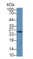 Western Blot; Sample: Human Jurkat cell lysate; Primary Ab: 1µg/ml Rabbit Anti-Human GZMM Antibody Second Ab: 0.2µg/mL HRP-Linked Caprine Anti-Rabbit IgG Polyclonal Antibody