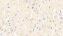 DAB staining on IHC-P; Samples: Mouse Cardiac Muscle Tissue; Primary Ab: 20μg/ml Rabbit Anti-Mouse SIRT2 Antibody Second Ab: 2µg/mL HRP-Linked Caprine Anti-Rabbit IgG Polyclonal Antibody