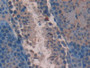 DAB staining on IHC-P; Samples: Mouse Testis Tissue;  Primary Ab: 10µg/ml Rabbit Anti-Mouse AATK Ant