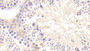 DAB staining on IHC-P; Samples: Mouse Testis Tissue;  Primary Ab: 20μg/ml Rabbit Anti-Mouse GDF9 Antibody Second Ab: 2µg/mL HRP-Linked Caprine Anti-Rabbit IgG Polyclonal Antibody 