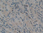 DAB staining on IHC-P; Samples: Human Stomach Tissue