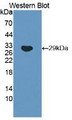 Western Blot; Sample: Recombinant OCT4, Human.