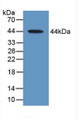 Western Blot; Sample: Recombinant MAG, Human.