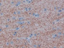 DAB staining on IHC-P; Samples: Human Cerebrum Tissue;  Primary Ab: 10µg/ml Rabbit Anti-Human MAG An