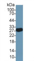 Western Blot; Sample: Mouse Cerebellum lysate; Primary Ab: 2µg/ml Rabbit Anti-Rat MOG Antibody Second Ab: 0.2µg/mL HRP-Linked Caprine Anti-Rabbit IgG Polyclonal Antibody