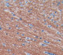 Myelin Oligodendrocyte Glycoprotein (Mog) Polyclonal Antibody, Cat#CAU27927