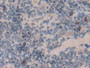 DAB staining on IHC-P; Samples: Rat Spleen Tissue