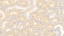 DAB staining on IHC-P; Samples: Human Kidney Tissue;  Primary Ab: 20μg/ml Rabbit Anti-Human EMILIN1 Antibody Second Ab: 2µg/mL HRP-Linked Caprine Anti-Rabbit IgG Polyclonal Antibody 