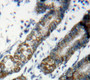 Used in DAB staining on fromalin fixed paraffin-embedded stomach tissue