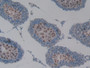 DAB staining on IHC-P; Samples: Rat Testis Tissue; Primary Ab: 10µg/ml Rabbit Anti-Rat MUC1 Antibody Second Ab: 2µg/mL HRP-Linked Caprine Anti-Rabbit IgG Polyclonal Antibody