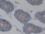 DAB staining on IHC-P; Samples: Rat Testis Tissue)