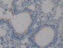 DAB staining on IHC-P;;Samples: Mouse Lung Tissue.