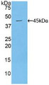 Western Blot; Sample: Recombinant MUC1, Mouse.