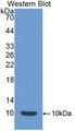 Western Blot; Sample: Recombinant protein.