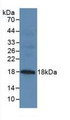 Western Blot; Sample: Mouse Pancreas Tissue.