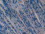 DAB staining on IHC-P; Samples: Mouse Stomach Tissue;  Primary Ab: 10µg/ml Rabbit Anti-Mouse aHSP An