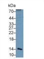 Western Blot; Sample: Rat Liver lysate; &lt;br/&gt;Primary Ab: 1µg/ml Rabbit Anti-Human aHSP Antibody&lt;br/&gt;Second Ab: 0.2µg/mL HRP-Linked Caprine Anti-Rabbit IgG Polyclonal Antibody&lt;br/&gt;