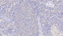 DAB staining on IHC-P; Samples: Human Spleen Tissue; Primary Ab: 20μg/ml Rabbit Anti-Human aHSP Antibody Second Ab: 2µg/mL HRP-Linked Caprine Anti-Rabbit IgG Polyclonal Antibody