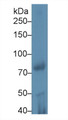 Western Blot; Sample: Rat Testis lysate; Primary Ab: 1µg/ml Rabbit Anti-Mouse iPLA2 Antibody Second Ab: 0.2µg/mL HRP-Linked Caprine Anti-Rabbit IgG Polyclonal Antibody