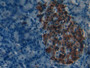 DAB staining on IHC-P; Samples: Mouse Pancreas Tissue; Primary Ab: 10µg/ml Rabbit Anti-Mouse iPLA2 Antibody Second Ab: 2µg/mL HRP-Linked Caprine Anti-Rabbit IgG Polyclonal Antibody