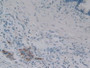 DAB staining on IHC-P; Samples: Human Pancreas Tissue