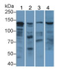 Western Blot; Sample: Lane1: Porcine Cerebrum lysate; Lane2: Porcine Skeletal muscle lysate; Lane3: Human Plasma; Lane4: Mouse Uterus lysate; Primary Ab: 1μg/ml Rabbit Anti-Human RCAD Antibody; Second Ab: 0.2µg/mL HRP-Linked Caprine Anti-Rabbit IgG Polyclonal Antibody;