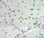 Used in DAB staining on fromalin fixed paraffin-embedded Brain tissue