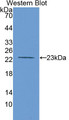 Western Blot; Sample: Recombinant protein.