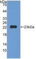 Western Blot; Sample: Recombinant MMP12, Mouse.