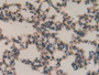 DAB staining on IHC-P; Samples: Mouse Lung Tissue