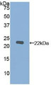 Western Blot; Sample: Recombinant MMP12, Human.