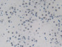 DAB staining on IHC-P; Samples: Mouse Brain Tissue;  Primary Ab: 10µg/ml Rabbit Anti-Mouse PHLDA2 An